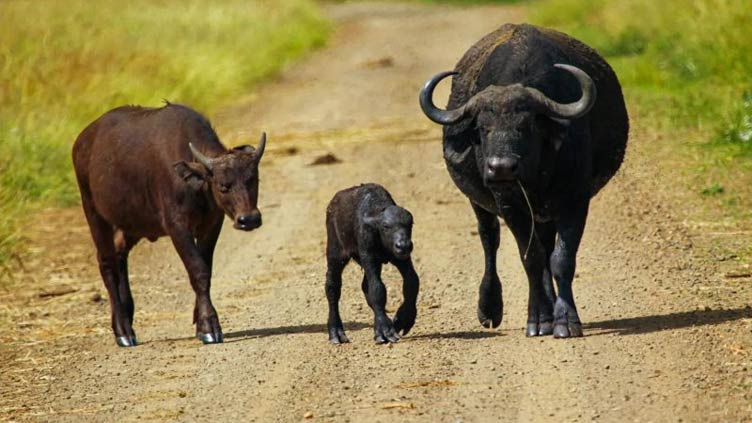Buffalo calf born with bear-like claws