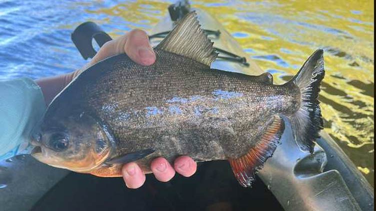 Piranha-like pacu fish caught in South Carolina lake