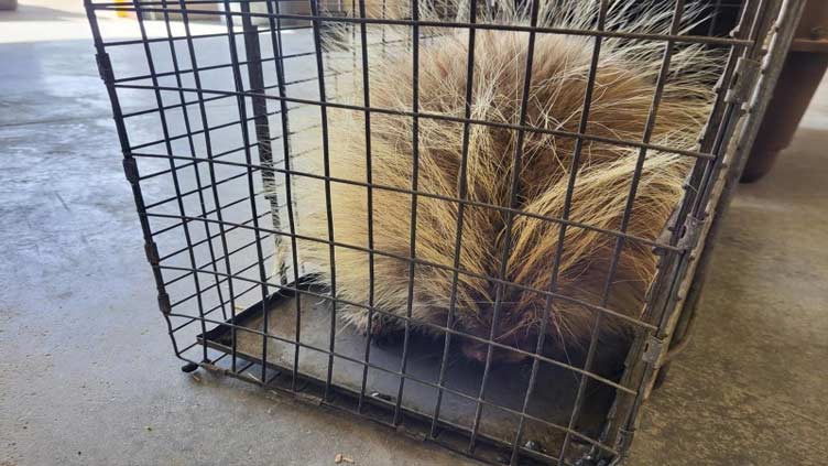 Well-traveled porcupine relocated from hotel parking lot in Iowa