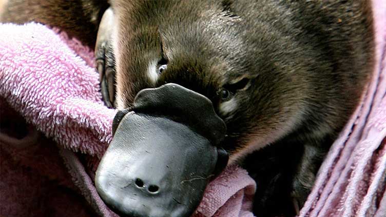 Man charged after taking platypus on train ride, shopping trip