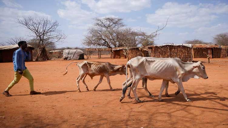 In southern Ethiopia, drought kills livestock amid fears of what comes next