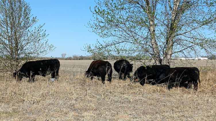 Escaped cattle wander through Kansas neighborhood