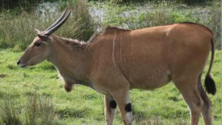 African antelope on the loose after Massachusetts zoo escape