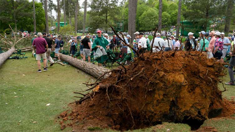 Pine trees fall near Masters patrons, nobody injured