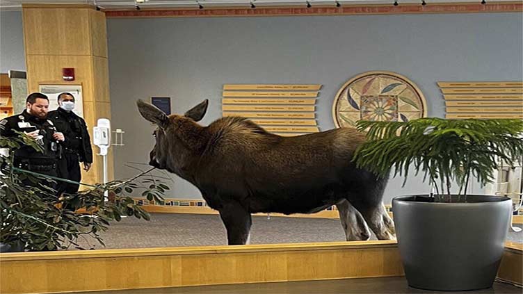Moose feasts on lobby plants in Alaska hospital building