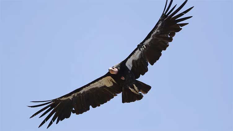Avian flu kills three California condors in northern Arizona