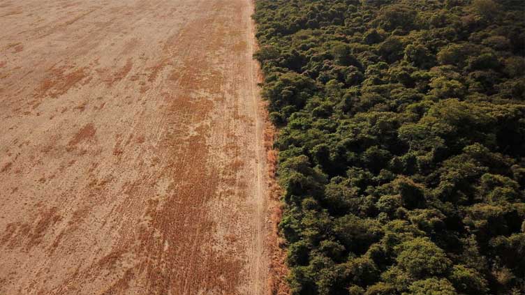 Deforestation In Brazils Amazon Rises In March World Dunya News 2420