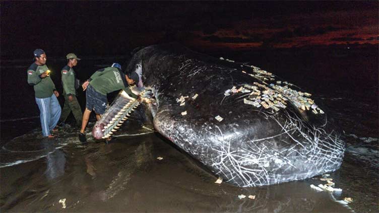 Third massive whale in a month beaches itself, dies in Bali