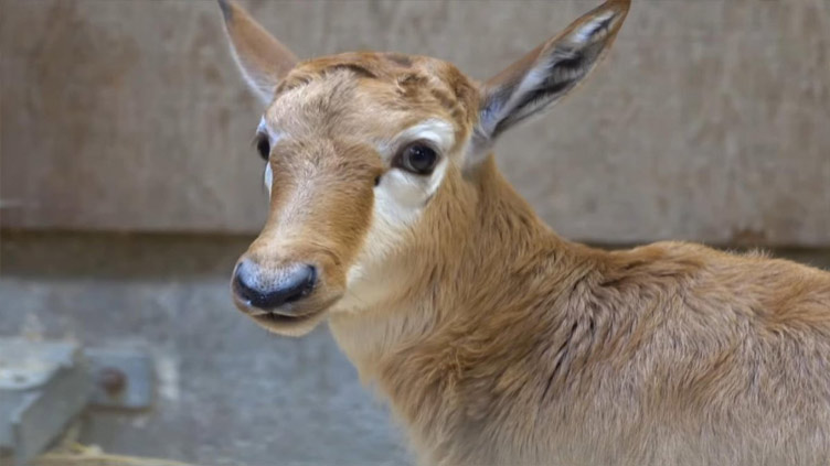 Rare bontebok antelope born at Oregon Zoo