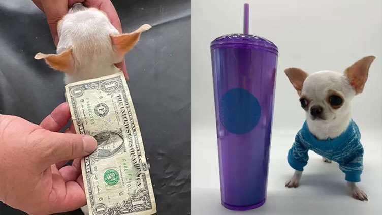 Florida dog named world's shortest at the height of 3.59 inches