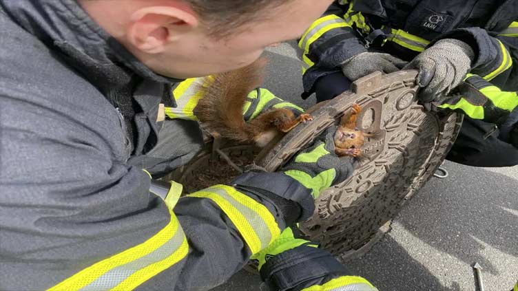 'Uncooperative' squirrel freed from manhole cover