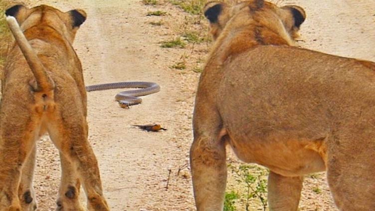 Lizard manages to fend off lions and cobra