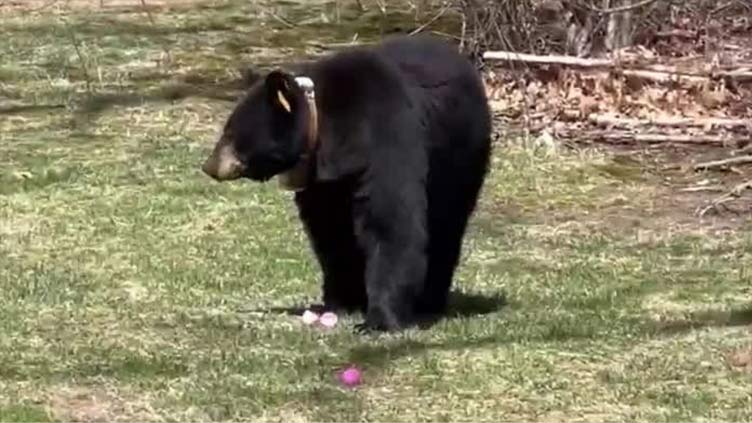 Black bear raids candy from Connecticut family's Easter eggs