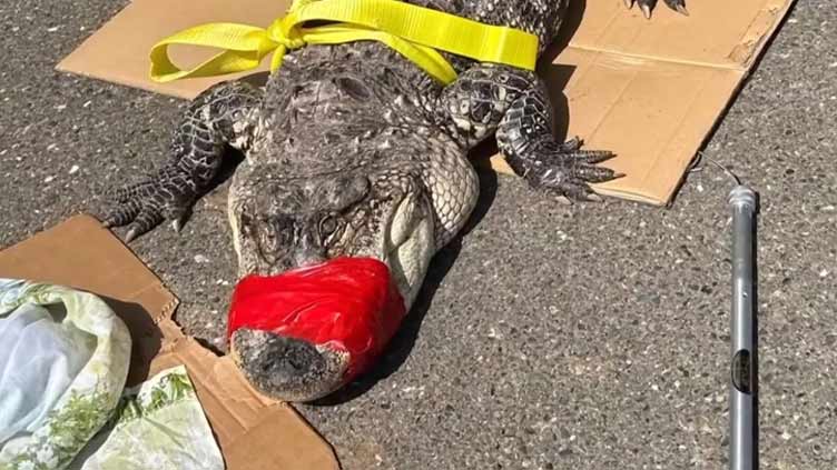 Seven-foot alligator found swimming in California river