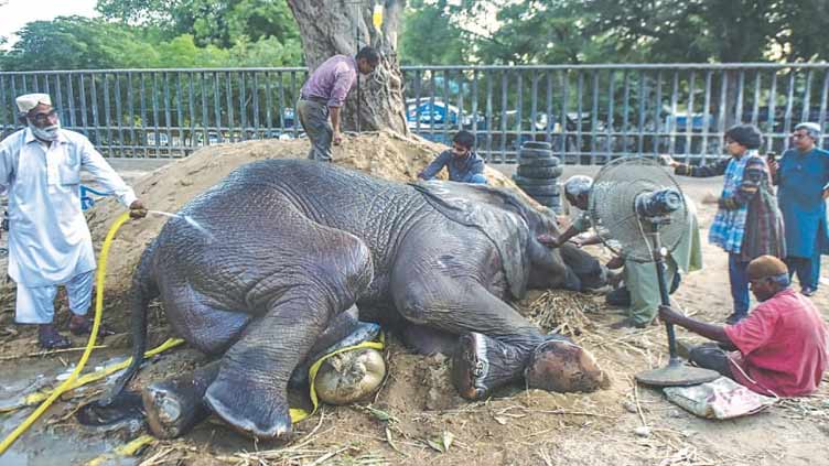 Ailing elephant Noor Jehan's condition worsens as she falls into pond