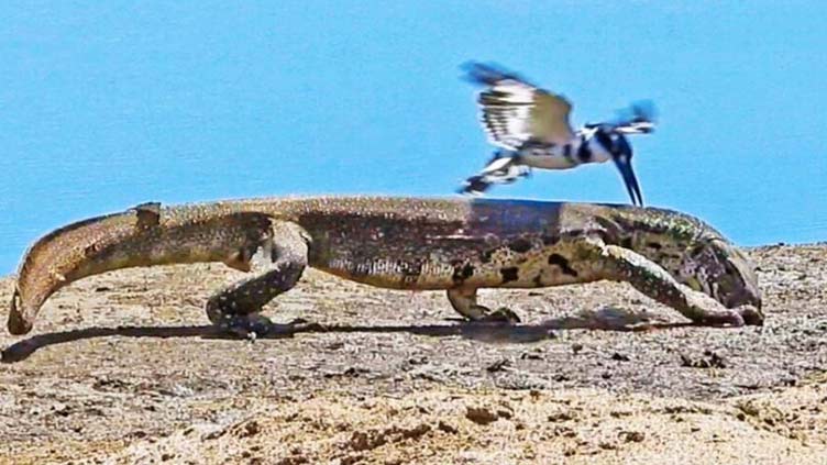 Kingfisher dive bombs monitor lizard