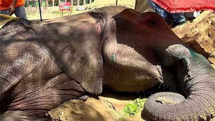 Ailing elephant at Karachi zoo in critical condition 