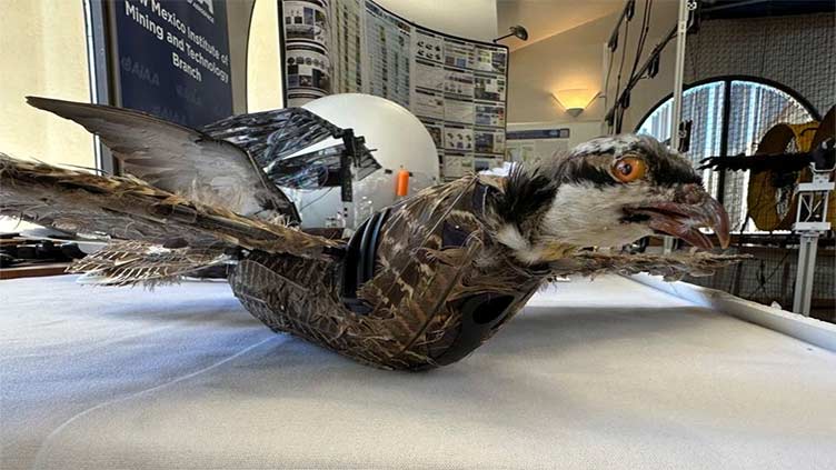 Dead birds get new life: New Mexico researchers develop taxidermy bird drones