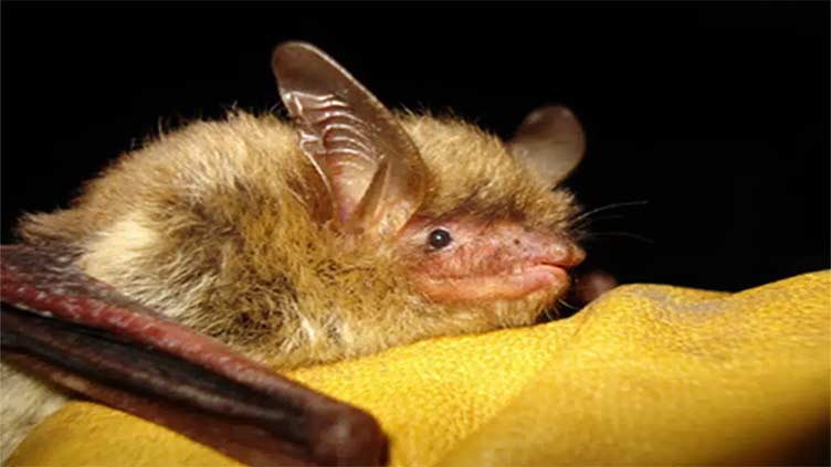 Report: Climate change, disease imperil North American bats