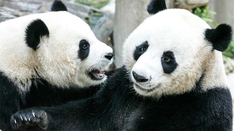 Panda on loan from China dies in Thailand aged 21