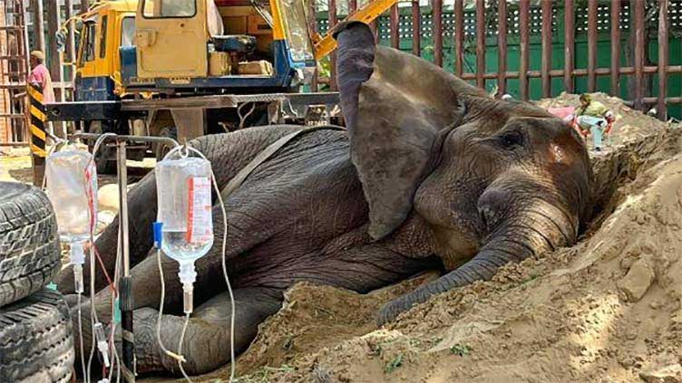 Fate of ailing elephant Noor Jehan at Karachi Zoo hangs in the balance