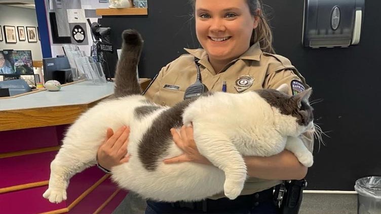 Chonky cat up for adoption in Virginia weighs 40.3 pounds