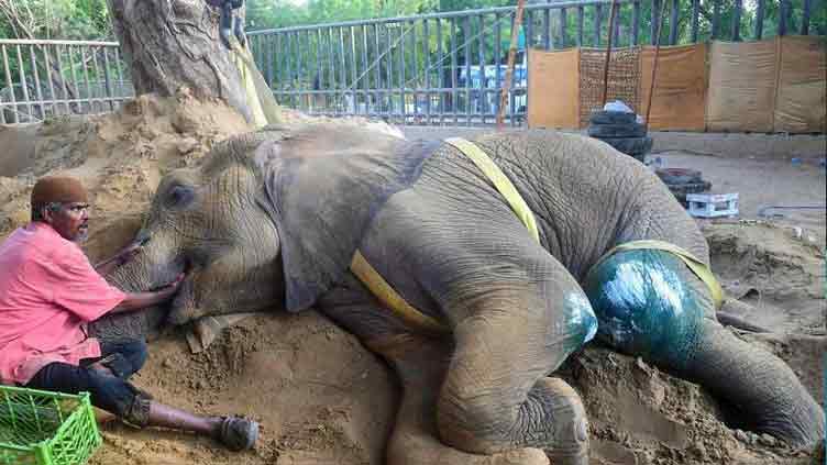 Ailing elephant Noor Jehan dies at Karachi Zoo  