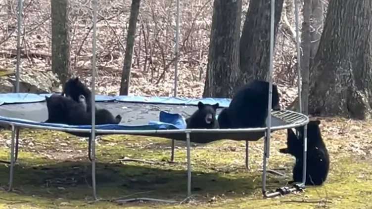 Family of bears bounce on trampoline in Connecticut yard