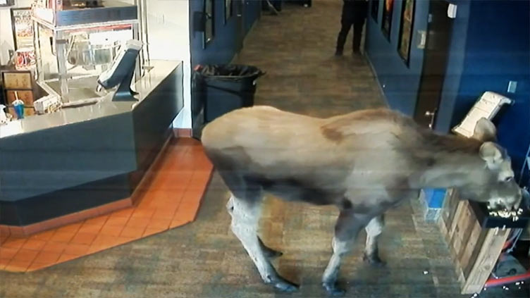 Moose wanders into Alaska movie theater, eats popcorn