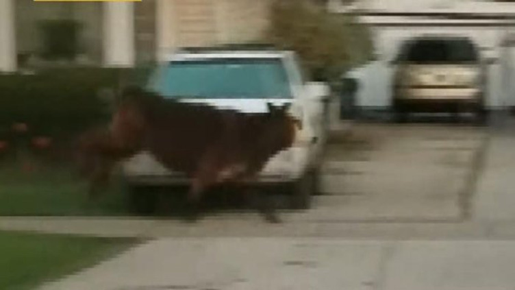 Steer escapes during senior prank, runs loose through Chicago suburb
