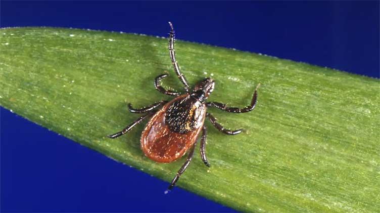 What to know about tick, Lyme season following a mild winter