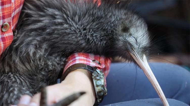 New Zealand fights to save its flightless national bird