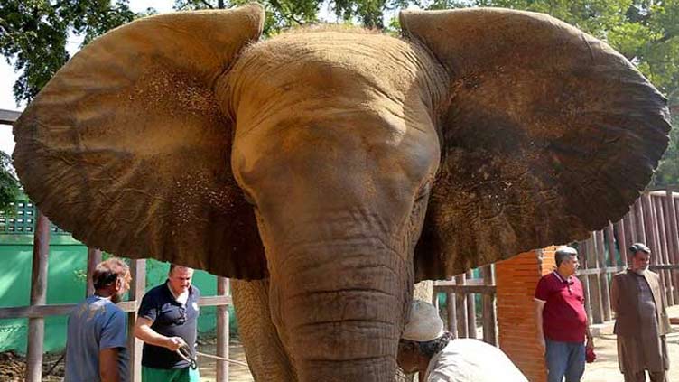 KMC denies selling meat of captive elephant Noor Jehan