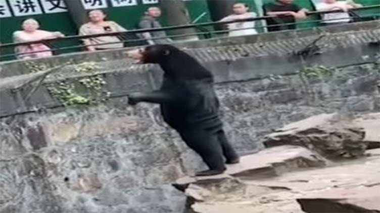 Tourists flock to Chinese zoo to see 'human-like' bear
