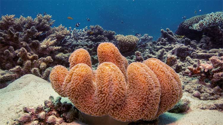 Australia's Great Barrier Reef stays off UNESCO danger list, still under 'serious threat'