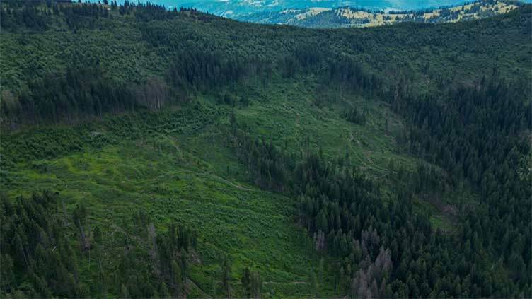 The fight to save 'sacred' Carpathian forests from loggers