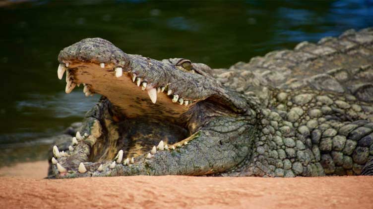 Woman miraculously survives after spending 90 minutes in the grip of a crocodile