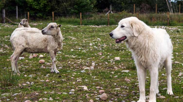 Scots train ancient dog breed to deter eagle attacks