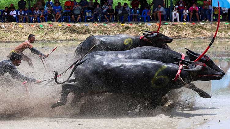 Thai buffalo race marks start of rice growing season