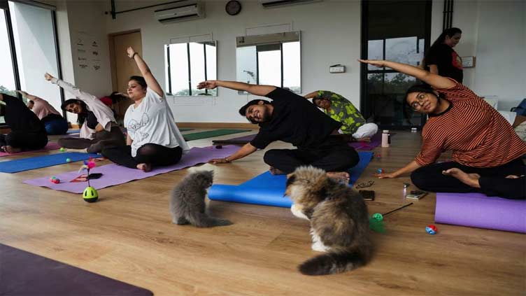 Yoga enthusiasts master cat pose at kitten session