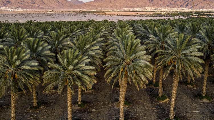 Israel's pioneering use of water 'to the last drop'