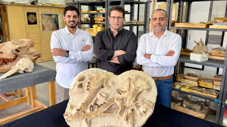 Egypt dig unearths 41m-year-old whale in desert