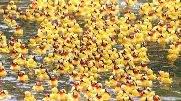 More than 70,000 rubber ducks splash into Chicago River