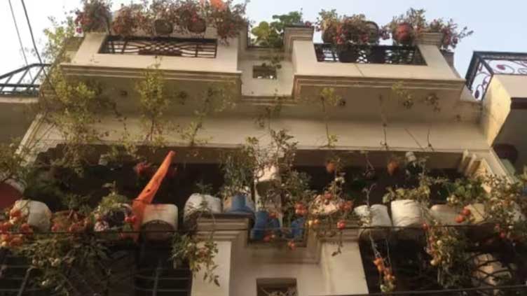 Indian man grows 250kg of tomatoes on rooftop