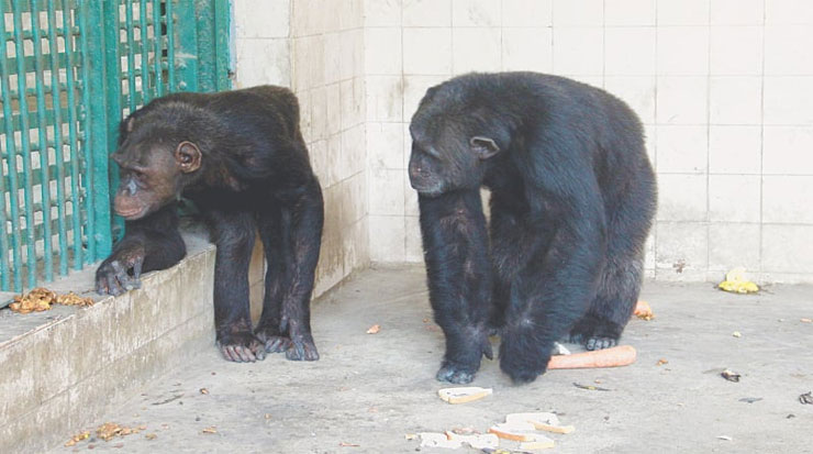 Young chimpanzee dies at Karachi Zoo