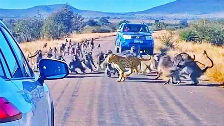 Leopard attacked by 50 baboons on road