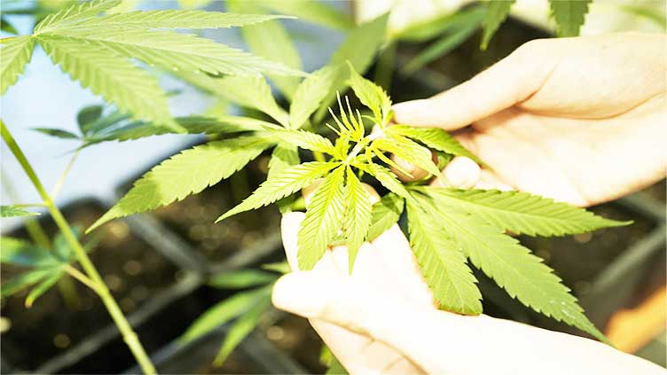 Germany's Cabinet is set to approve a plan to liberalize rules on cannabis possession and sale