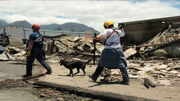 Highly trained cadaver dogs take on mission of finding Maui fire victims