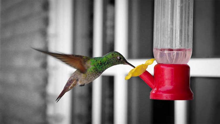 Woman turns her apartment into a hummingbird hospital