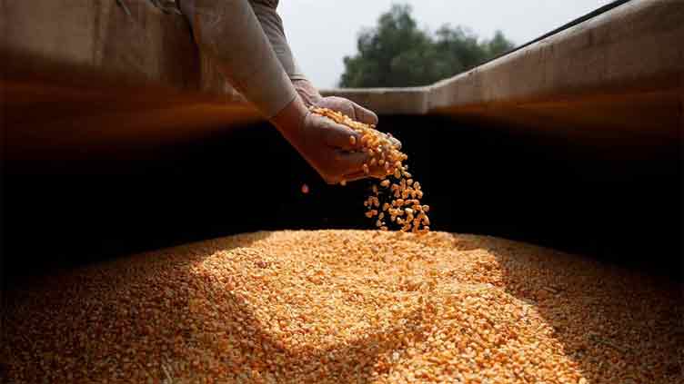 Mexico says it won't retract ban on GM corn for human consumption despite US protest